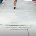 رصد تجول الثعالب في شوارع أوكفيل وميسيساغا.
